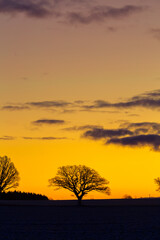 A beautiful single oak tree in the winter morning before the sunrise. Early winter scenery during dawn. Oak tree silhouette against the colorful sunrise sky.