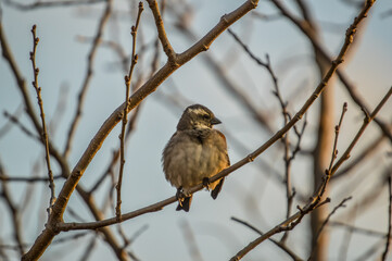 Common house sparrow perched in an urban garden in South Africa