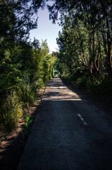Fototapeta premium path in the woods