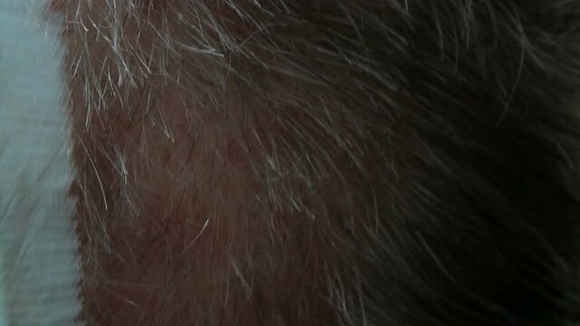 Haircut of a homeless elderly man. Women's hands are cut white hair man with a comb and scissors in a homeless shelter, close up view.