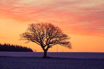 Fototapeta na wymiar A beautiful single oak tree in the winter morning before the sunrise. Early winter scenery during dawn. Oak tree silhouette against the colorful sunrise sky.