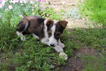 Happy little gray mongrel puppy. Wild nature.