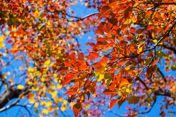 autumn leaves background leaves tree fall  nature leaf