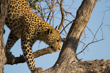 Leopard in morning sun near Kwando Lebala, Okavango Delta Botswana