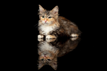 Fototapeta na wymiar Calmness. Little multicolor kitty of Siberian cat isolated on black studio background. Studio photoshot. Concept of motion, action, pets love, animal grace. Looks happy, delighted, funny. Copyspace.
