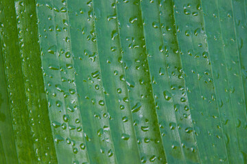 Close-up of green flower leaf with many small water dew drops. Pattern