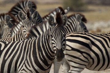 Fototapeta na wymiar zebras near Makgadigkadi river in the National Park, Botswana
