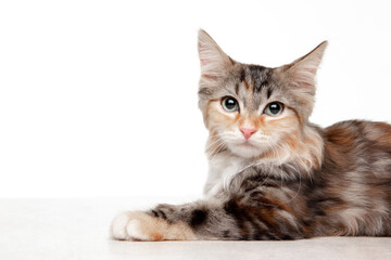 Fototapeta na wymiar Cute beautifull multicolor kitten of Siberian cat looking at camera isolated on white studio background. Concept of motion, action, pets love, animal grace. Looks happy, delighted, funny. Copyspace.