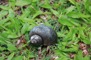 Snail on grass