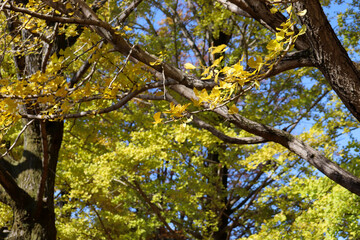 tree in autumn