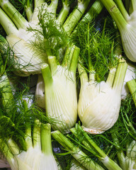Fresh fennel on the market