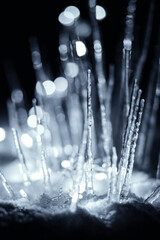 wet transparent winter icicles in snow at dark night