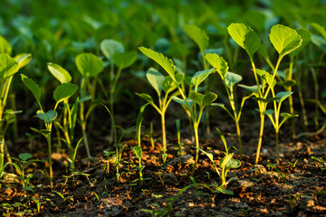 So many small shed seedlings have grown from the seeds