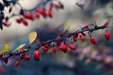 Japanese barberries berberis thunbergii in late afternoon light in winter
