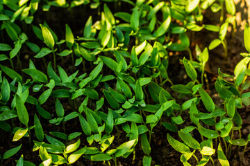 Fototapeta premium So many seeding Marigold plants in the home garden