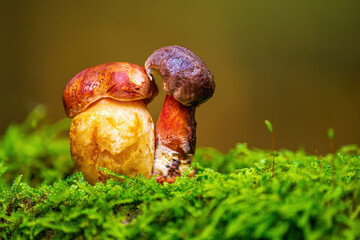 a tasty fungus in multi colored autumn forest