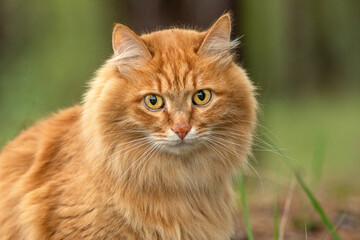 portrait red fur cat in green summer grass with sun glare in background