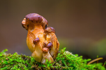 a tasty fungus in multi colored autumn forest