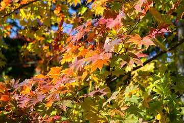 秋 かえで もみじ 紅葉 グラデーション カラフル