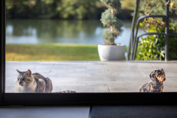 Distanciation sociale entre le chat et le chien
