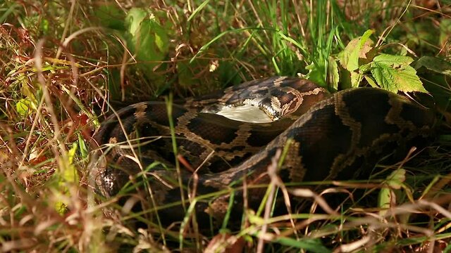 A large snake Wraps itself Around its prey. Python eats a chicken. Animal wildlife background concept and free space for text. 