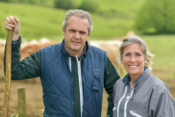 Portrait of a farmer couple standing outdoors in front of their cattle  in their cows farm - obrazy, fototapety, plakaty