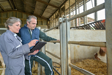 Veterinary and female farmer checking  the health  of the cows husbandry on a digital  tablet