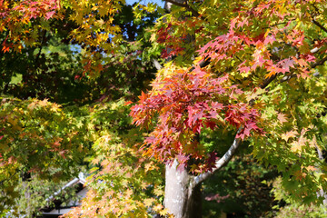 紅葉 グラデーション カラフル 綺麗 和風 もみじ 秋