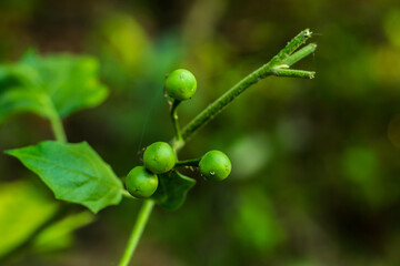 Small green cherry fruit of the forest is special