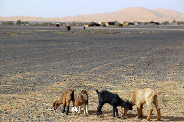 Naklejka na ściany i meble Young goats at a Berber nomad camp in the Sahara Desert in Morocco.