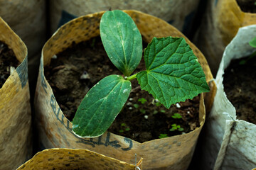Great green vegetable tree growing on plastic bags from seed