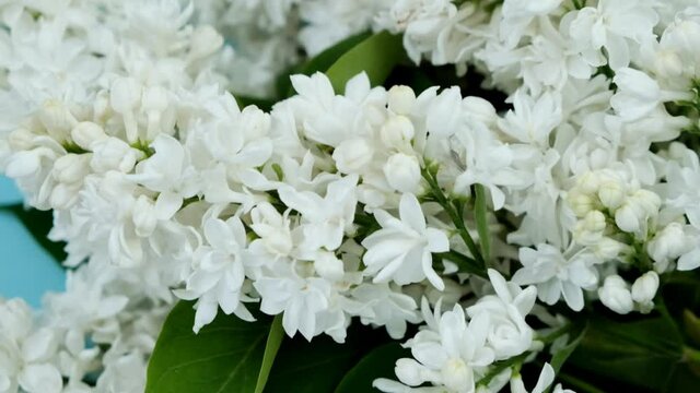 White lilac flowers close-up on a blue background. Spring floral background.