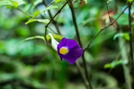 Thunbergia erecta that purple and yellow Bush clockvine flower
