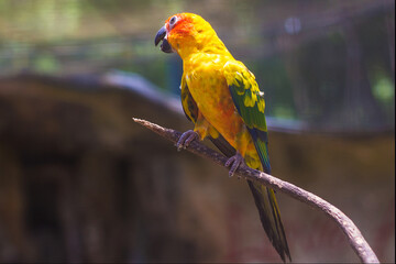 Parrot in Kuala Lumpur Bird  Park, Malaysia