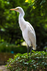 White Heron in Kuala Lumpur Bird Park, Malaysia