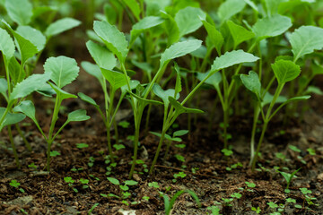 Broccoli seedlings plants grown from the seeds