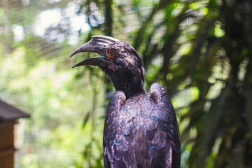Beautiful bird in Kuala Lumpur Bird Park, Malaysia