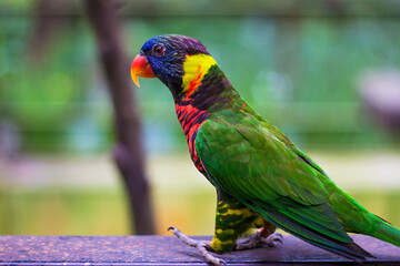 Parrot in Kuala Lumpur Bird  Park, Malaysia