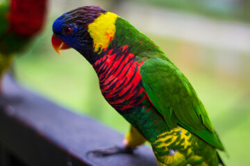 Parrot in Kuala Lumpur Bird  Park, Malaysia