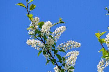 Blüten der Spätblühenden Traubenkirsche (Prunus serotina)	