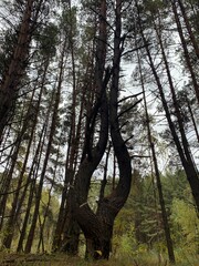 Obraz premium trees in the forest