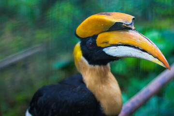 Obraz premium Great hornbill in Kuala Lumpur Bird Park, Malaysia