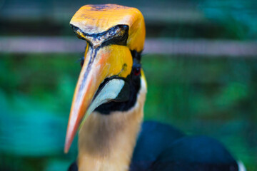 Great hornbill in Kuala Lumpur Bird Park, Malaysia