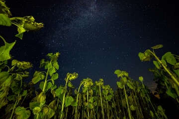 night photo. Field with sunflowers and the starry sky.