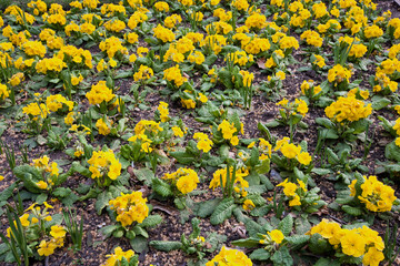 Yellow Flowers in London Park