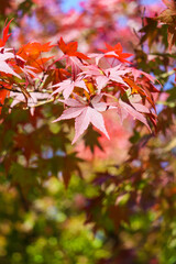 もみじ かえで 赤い 日本 日本庭園 紅葉 光