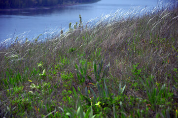 Obraz premium Summer wide-angle panorama of the river, the picturesque shore and the cloudy sky. Wide calm river distance with gentle green banks. Typical landscape of central Russia. Siberia.