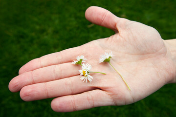 Daisies in the palm of a young womans hand