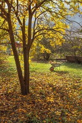 Naklejka na ściany i meble Garden steel wheelbarrow staying under colorful autumn tree with yellow leaves. Concept preparing garden for winter season