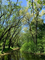 Trees on the lake